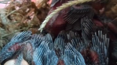 Yuvalarındaki bebek serçeler