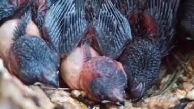 Yuvalarındaki bebek serçeler