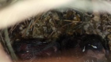 Yuvalarındaki bebek serçeler