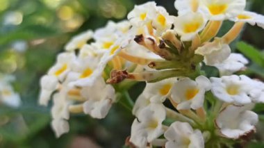 Lantana Camara 'nın güzelliği