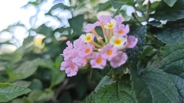 Lantana Camara 'nın güzelliği