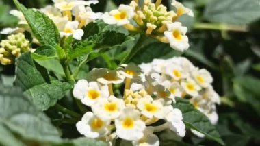 Lantana Camara 'nın güzelliği