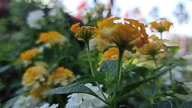 Lantana Camara 'nın güzelliği