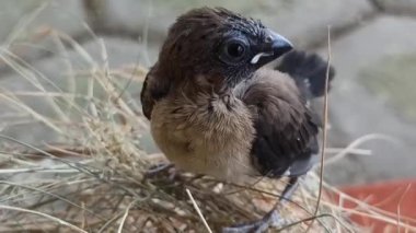 Çok şirin bebek serçeler.