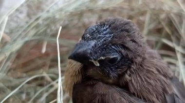 Çok şirin bebek serçeler.