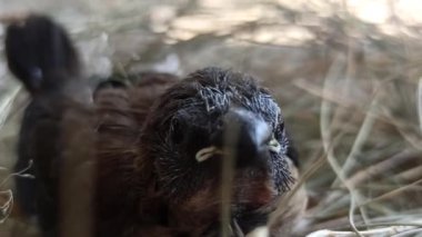 Çok şirin bebek serçeler.