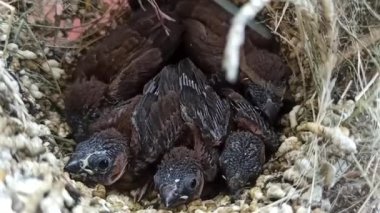 Çok şirin bebek serçeler.