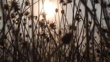 Bahçedeki güzel karahindiba çiçekleri