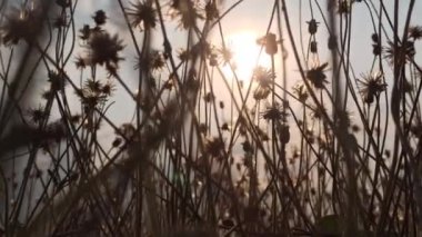 Bahçedeki güzel karahindiba çiçekleri