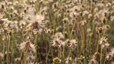 Bahçedeki dadelion çiçeklerinin güzelliği