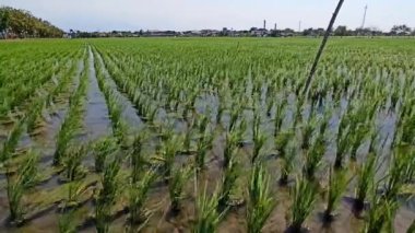 yeşil çeltik bitkisi tarlada sallanıyor