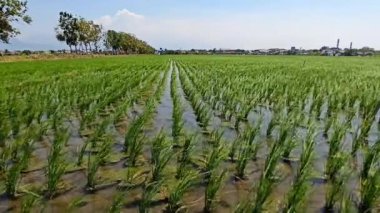 yeşil çeltik bitkisi tarlada sallanıyor