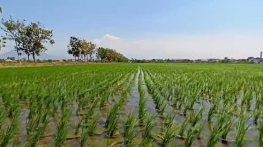 yeşil çeltik bitkisi tarlada sallanıyor