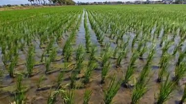 yeşil çeltik bitkisi tarlada sallanıyor