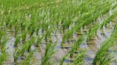 yeşil çeltik bitkisi tarlada sallanıyor