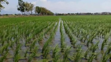 yeşil çeltik bitkisi tarlada sallanıyor