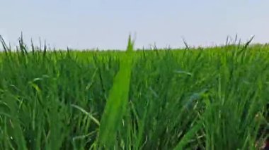 yeşil çeltik bitkisi tarlada sallanıyor