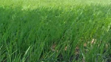 yeşil çeltik bitkisi tarlada sallanıyor