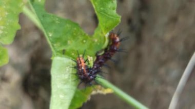 Çalılıklardaki çok korkunç tırtıl.