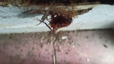 Karıncalar hamamböceği leşini kaldırmak için birlikte çalışırlar.