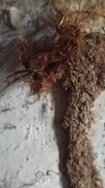 Karıncalar hamamböceği leşini kaldırmak için birlikte çalışırlar.