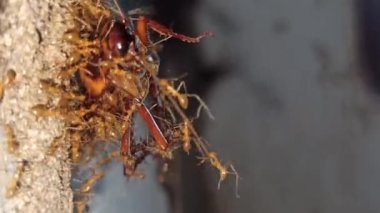 Karıncalar hamamböceği leşini kaldırmak için birlikte çalışırlar.