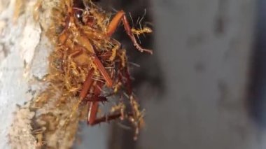 Karıncalar hamamböceği leşini kaldırmak için birlikte çalışırlar.