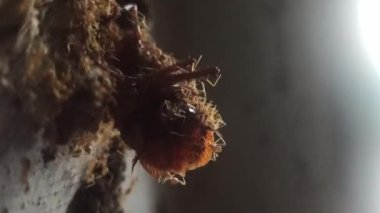 Karıncalar hamamböceği leşini kaldırmak için birlikte çalışırlar.