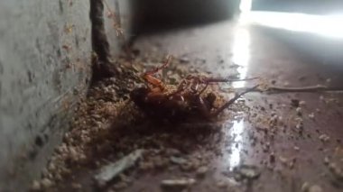 Karıncalar hamamböceği leşini kaldırmak için birlikte çalışırlar.