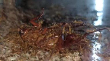 Karıncalar hamamböceği leşini kaldırmak için birlikte çalışırlar.