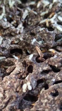 Tahtadaki beyaz karıncalar.