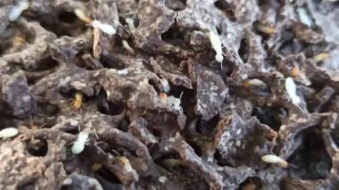 Tahtadaki beyaz karıncalar.