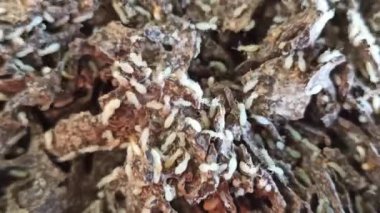 Tahtadaki beyaz karıncalar.