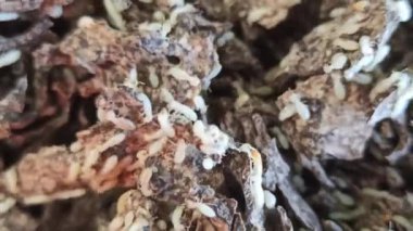 Tahtadaki beyaz karıncalar.