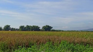 Tarlada çeltik toplama zamanı.