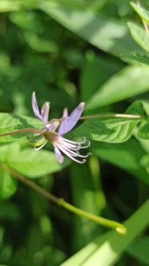 Çalılıklarda Cleome Rutidosperma
