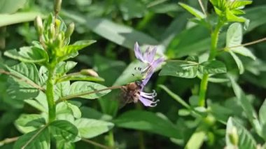 Çalılıklarda Cleome Rutidosperma
