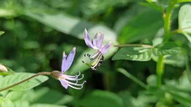 Çalılıklarda Cleome Rutidosperma