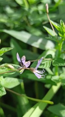 Çalılıklarda Cleome Rutidosperma