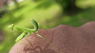 Şirin peygamber devesi.