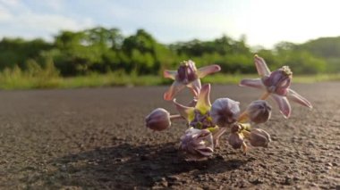  Çalılıklarda Calotropis dev çayı