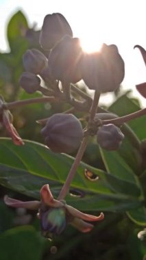  Çalılıklarda Calotropis dev çayı