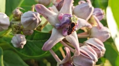  Çalılıklarda Calotropis dev çayı