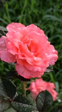 Bahçedeki pembe gül.