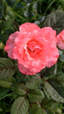 Bahçedeki pembe gül.