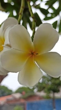 Sarı ve beyaz frangipani