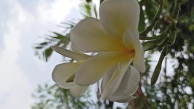 Sarı ve beyaz frangipani