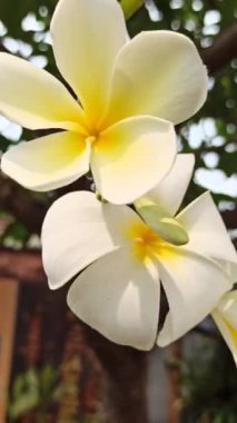 Sarı ve beyaz frangipani