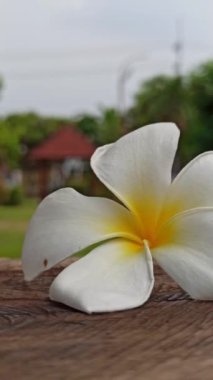 Sarı ve beyaz frangipani