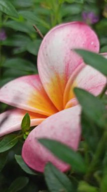 Pembe frangipaninin güzelliği